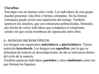 Clorofitas
Son algas con un intenso color verde. Los individuos de este grupo
pueden presentar vida libre o formas coloniales. En las formas
coloniales puede existir una repartición del trabajo. También
aparecen los sincitios, que son estructuras polinucleadas, formadas
por fusión de varios individuos que comparten el citoplasma
celular sin que exista membrana de separación entre ellos.

6.- HONGOS MICROSCÓPICOS
Los hongos son organismos unicelulares o pluricelulares. Tienen
nutrición heterótrofa. Los hongos son saprofitos, por lo que se
alimentan de materia en descomposición; de ahí su relevancia dentro
del ciclo de la materia.
También aparecen individuos parásitos y otros simbiontes como los
que forman los líquenes.
 