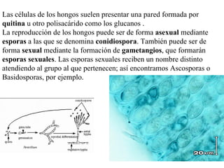 Las células de los hongos suelen presentar una pared formada por
quitina u otro polisacárido como los glucanos .
La reproducción de los hongos puede ser de forma asexual mediante
esporas a las que se denomina conidiospora. También puede ser de
forma sexual mediante la formación de gametangios, que formarán
esporas sexuales. Las esporas sexuales reciben un nombre distinto
atendiendo al grupo al que pertenecen; así encontramos Ascosporas o
Basidosporas, por ejemplo.
 