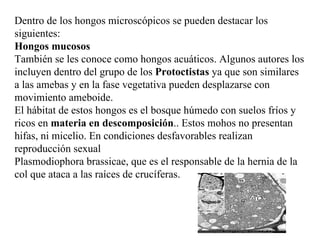 Dentro de los hongos microscópicos se pueden destacar los
siguientes:
Hongos mucosos
También se les conoce como hongos acuáticos. Algunos autores los
incluyen dentro del grupo de los Protoctistas ya que son similares
a las amebas y en la fase vegetativa pueden desplazarse con
movimiento ameboide.
El hábitat de estos hongos es el bosque húmedo con suelos fríos y
ricos en materia en descomposición.. Estos mohos no presentan
hifas, ni micelio. En condiciones desfavorables realizan
reproducción sexual
Plasmodiophora brassicae, que es el responsable de la hernia de la
col que ataca a las raíces de crucíferas.
 