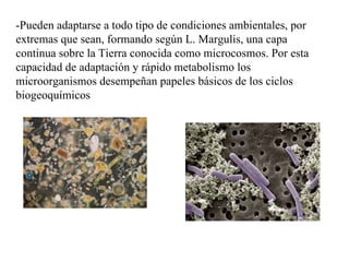 -Pueden adaptarse a todo tipo de condiciones ambientales, por
extremas que sean, formando según L. Margulis, una capa
continua sobre la Tierra conocida como microcosmos. Por esta
capacidad de adaptación y rápido metabolismo los
microorganismos desempeñan papeles básicos de los ciclos
biogeoquímicos
 