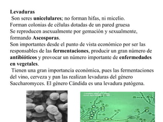 Levaduras
 Son seres unicelulares; no forman hifas, ni micelio.
Forman colonias de células dotadas de un pared gruesa
Se reproducen asexualmente por gemación y sexualmente,
formando Ascosporas.
Son importantes desde el punto de vista económico por ser las
responsables de las fermentaciones, producir un gran número de
antibióticos y provocar un número importante de enfermedades
en vegetales.
 Tienen una gran importancia económica, pues las fermentaciones
del vino, cerveza y pan las realizan levaduras del género
Saccharomyces. El género Cándida es una levadura patógena.
 