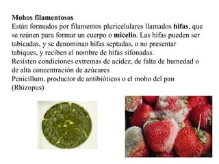 Mohos filamentosos
Están formados por filamentos pluricelulares llamados hifas, que
se reúnen para formar un cuerpo o micelio. Las hifas pueden ser
tabicadas, y se denominan hifas septadas, o no presentar
tabiques, y reciben el nombre de hifas sifonadas.
Resisten condiciones extremas de acidez, de falta de humedad o
de alta concentración de azúcares
Penicillum, productor de antibióticos o el moho del pan
(Rhizopus)
 