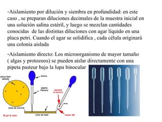 -Aislamiento por dilución y siembra en profundidad: en este
caso , se preparan diluciones decimales de la muestra inicial en
una solución salina estéril, y luego se mezclan cantidades
conocidas de las distintas diluciones con agar líquido en una
placa petri. Cuando el agar se solidifica , cada célula originará
una colonia aislada
-Aislamiento directo: Los microorganismo de mayor tamaño
( algas y protozoos) se pueden aislar directamente con una
pipeta pasteur bajo la lupa binocular
 