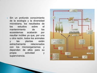    Sin un profundo conocimiento
    de la ecología y la diversidad
    microbiana, los resultados de
    los      estudios      sobre      el
    mantenimiento          de       los
    ecosistemas       acabarán     por
    resultar inútiles ya que, por una
    u otra razón, todos los animales
    y      las      plantas      están
    estrechamente         relacionados
    con los microorganismos y
    dependen de ellos para su
    propia          actividad          y
    supervivencia.
 