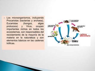    Los microorganismos, incluyendo
    Procariotas (bacterias y archaea),
    Eucariotas      (hongos,     algas
    protozoos)    y    Virus,  ocupan
    importantes nichos en todos los
    ecosistemas, son responsables del
    reciclamiento de la mayoría de la
    materia en la naturaleza y son
    elementos básicos en las cadenas
    tróficas.
 