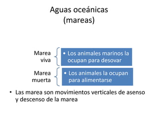 Aguas oceánicas
(mareas)
• Las marea son movimientos verticales de asenso
y descenso de la marea
Marea
viva
• Los animales marinos la
ocupan para desovar
Marea
muerta
• Los animales la ocupan
para alimentarse
 