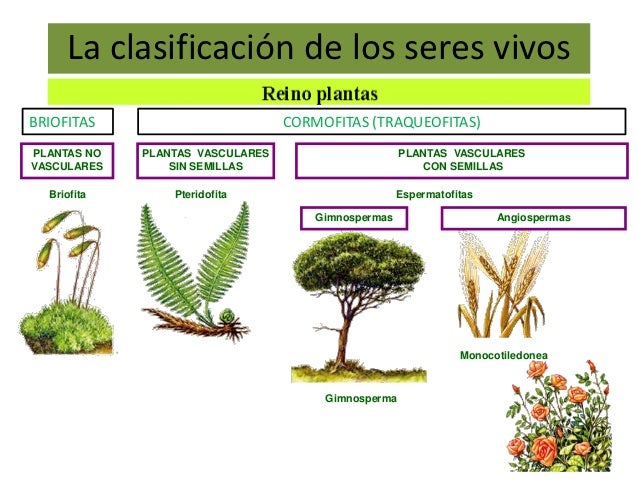 Diversidad y clasificación de los seres vivos Diversidad y clasificación de los seres vivos