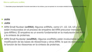 Marn Tarn Rarn DIVERSIDAD Y FUNCION DE LOS RNA 2025.pptx