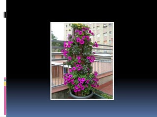 Diversificació curricular científic