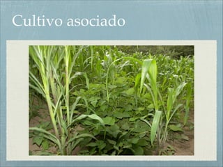 Cultivo asociado