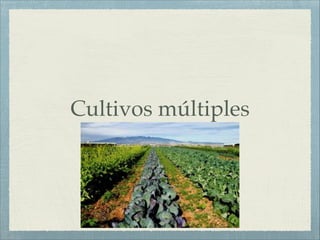Cultivos múltiples