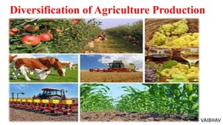 Diversification of Agriculture Production
VAIBHAV
 