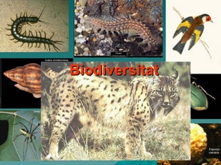 Biodiversitat 
