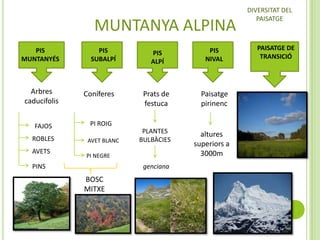 MUNTANYA ALPINA
PIS
MUNTANYÉS

PIS
SUBALPÍ

Arbres
caducifolis

Coníferes

FAJOS

PI ROIG

ROBLES
AVETS

AVET BLANC

PIS
ALPÍ

PIS
NIVAL

Prats de
festuca

Paisatge
pirinenc

PLANTES
BULBÀCIES

altures
superiors a
3000m

PI NEGRE

PINS

genciana

BOSC
MITXE

DIVERSITAT DEL
PAISATGE

PAISATGE DE
TRANSICIÓ

 