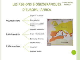 LES REGIONS BIOGEOGRÀFIQUES
D’EUROPA I ÀFRICA
Vegetació exuberant

Eurosiberiana

Bosc caducifoli
Landa a més de 2000
metres
Vegetació perennifòlia

Mediterrània

Sequia estival acusada
Dominança d’encines
Varietat de flora

Macaronèsica

Insularitat
Vegetació xeròfila

DIVERSITAT DEL
PAISATGE

 