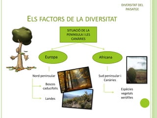 DIVERSITAT DEL
PAISATGE

ELS FACTORS DE LA DIVERSITAT
SITUACIÓ DE LA
PENINSULA I LES
CANÀRIES

Europa

Nord peninsular

Boscos
caducifolis
Landes

Africana

Sud peninsular i
Canàries
Espècies
vegetals
xeròfiles

 