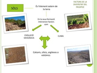 FACTORS DE LA
DIVERSITAT DEL
PAISATGE

És l’element extern de
la terra

SÒLS

En la seua formació
intervenen factors
com

EVOLUCIÓ
GEOLÒGICA

CLIMA

Calcaris, silicis, argilosos o
volcànics

 