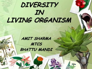 DIVERSITY
IN
LIVING ORGANISM
AMIT SHARMA
MTCS
BHATTU MANDI

 