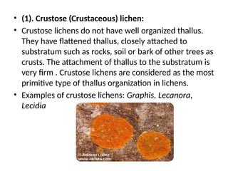 Crustose Graphis diversity.pptx Plants are the eukaryotes | PPTX
