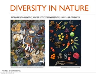 DIVERSITY IN NATURE
BIODIVERSITY (GENETIC, SPECIES, ECOSYSTEM VARIATION) MAKES LIFE ON EARTH

http://upload.wikimedia.org/wikipedia/commons/thumb/f/f6/Fungi_of_Saskatchewan.JPG/768px-Fungi_of_Saskatchewan.JPG

WIKIPEDIA-DIVERSITY, CC BY-SA
Saturday, November 9, 13

http://en.wikipedia.org/wiki/File:Forest_fruits_from_Barro_Colorado.png

 