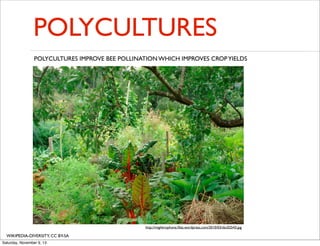 POLYCULTURES
POLYCULTURES IMPROVE BEE POLLINATION WHICH IMPROVES CROP YIELDS

http://mighkrophone.ﬁles.wordpress.com/2010/03/dsc02543.jpg

WIKIPEDIA-DIVERSITY, CC BY-SA
Saturday, November 9, 13

 