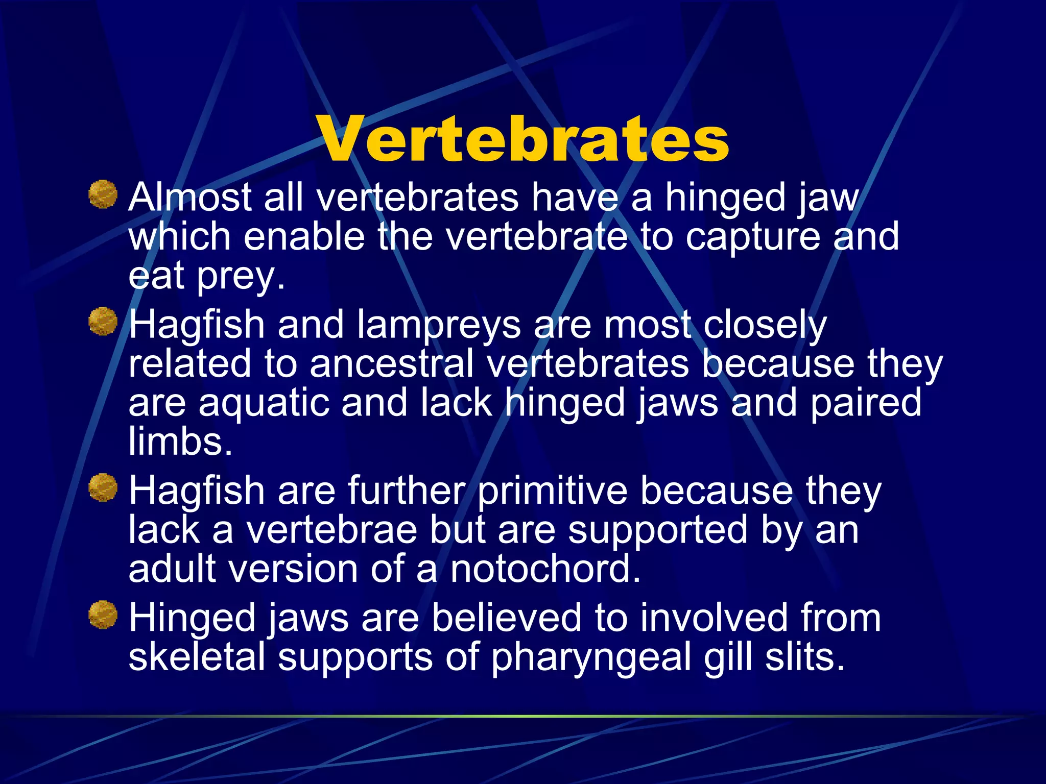 Vertebrates Almost all vertebrates have a hinged jaw which enable the vertebrate to capture and eat prey. Hagfish and lampreys are most closely related to ancestral vertebrates because they are aquatic and lack hinged jaws and paired limbs. Hagfish are further primitive because they lack a vertebrae but are supported by an adult version of a notochord. Hinged jaws are believed to involved from skeletal supports of pharyngeal gill slits. 