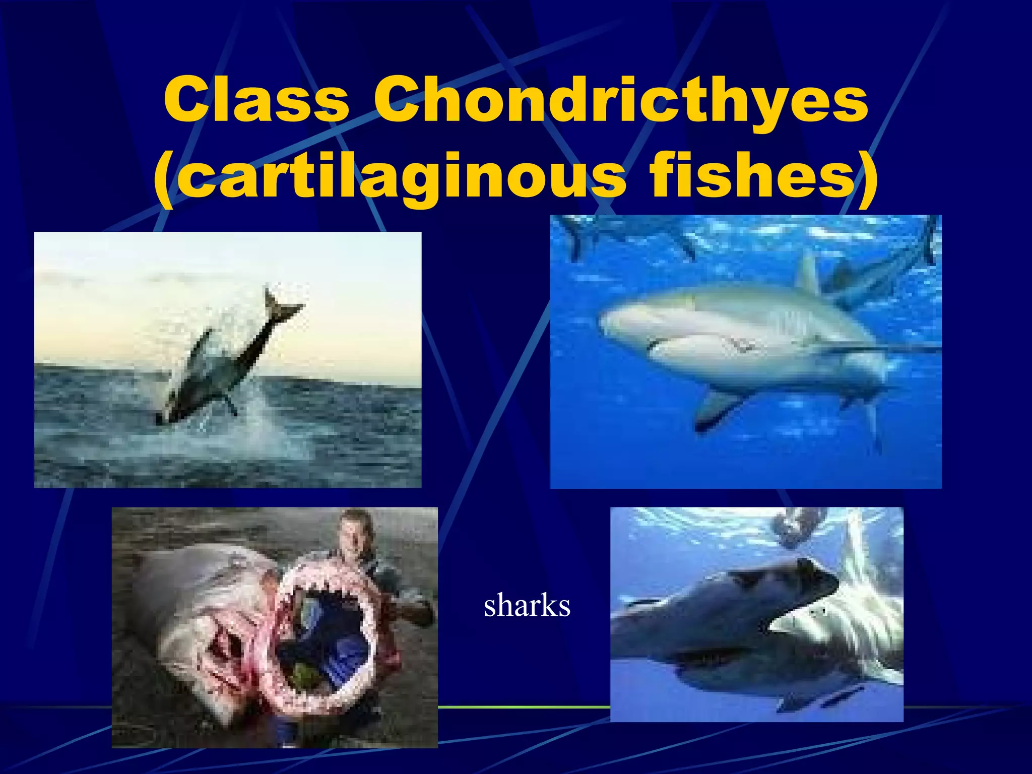 Class Chondricthyes (cartilaginous fishes) sharks 