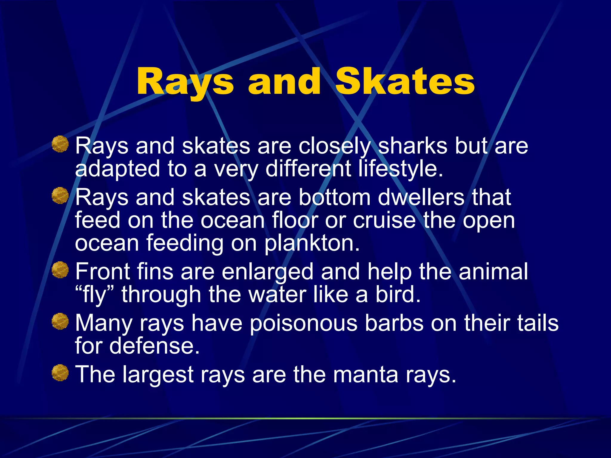 Rays and Skates Rays and skates are closely sharks but are adapted to a very different lifestyle. Rays and skates are bottom dwellers that feed on the ocean floor or cruise the open ocean feeding on plankton. Front fins are enlarged and help the animal “fly” through the water like a bird. Many rays have poisonous barbs on their tails for defense. The largest rays are the manta rays. 