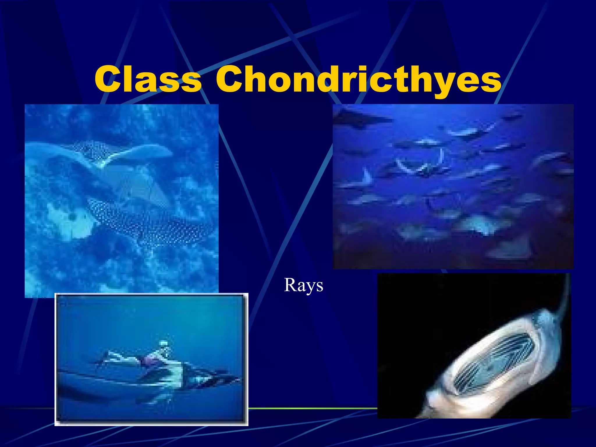 Class Chondricthyes Rays 