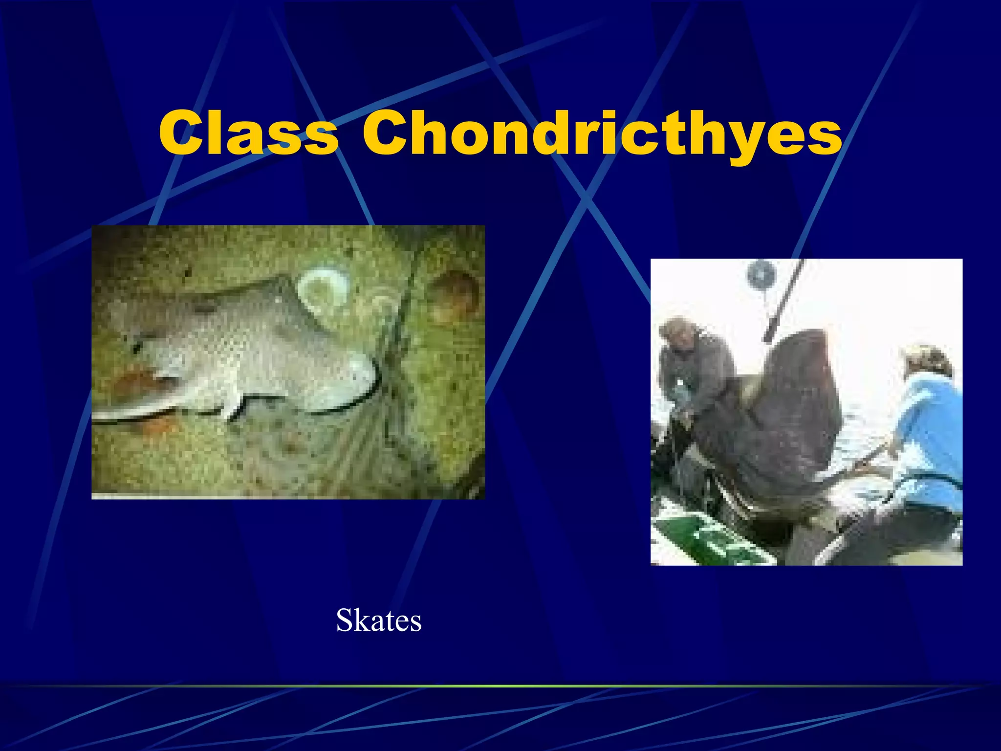 Class Chondricthyes Skates 