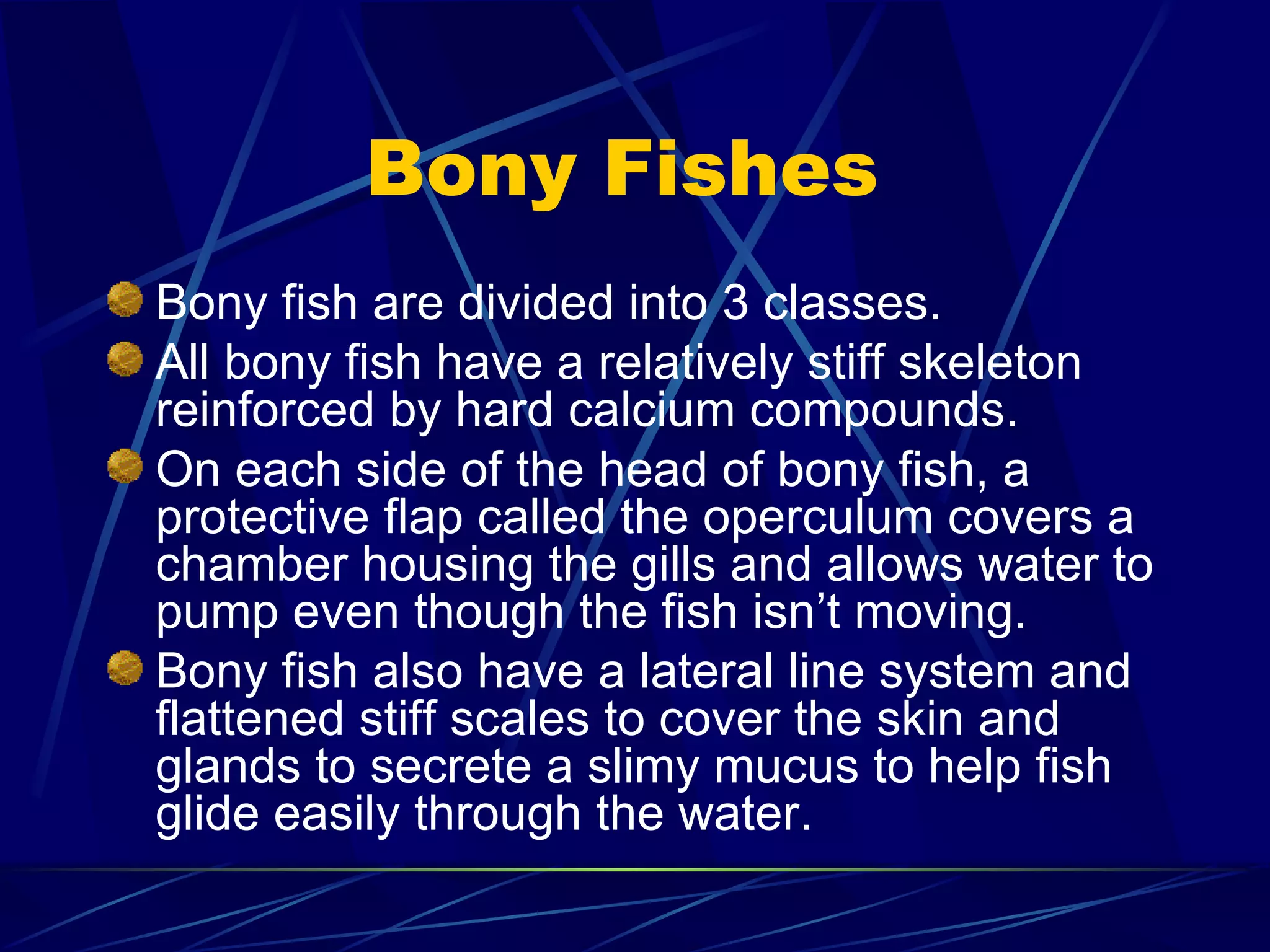 Bony Fishes  Bony fish are divided into 3 classes. All bony fish have a relatively stiff skeleton reinforced by hard calcium compounds. On each side of the head of bony fish, a protective flap called the operculum covers a chamber housing the gills and allows water to pump even though the fish isn’t moving. Bony fish also have a lateral line system and flattened stiff scales to cover the skin and glands to secrete a slimy mucus to help fish glide easily through the water. 