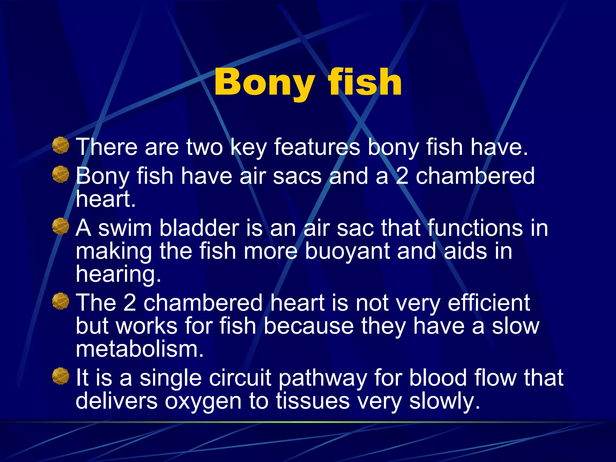 Bony fish There are two key features bony fish have. Bony fish have air sacs and a 2 chambered heart. A swim bladder is an air sac that functions in making the fish more buoyant and aids in hearing. The 2 chambered heart is not very efficient but works for fish because they have a slow metabolism. It is a single circuit pathway for blood flow that delivers oxygen to tissues very slowly. 