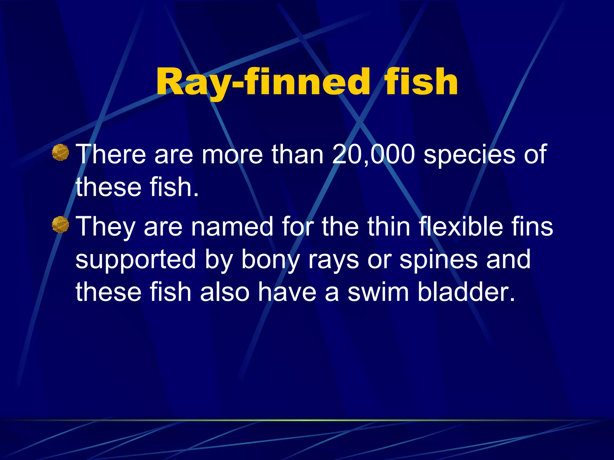 Ray-finned fish There are more than 20,000 species of these fish. They are named for the thin flexible fins supported by bony rays or spines and these fish also have a swim bladder. 