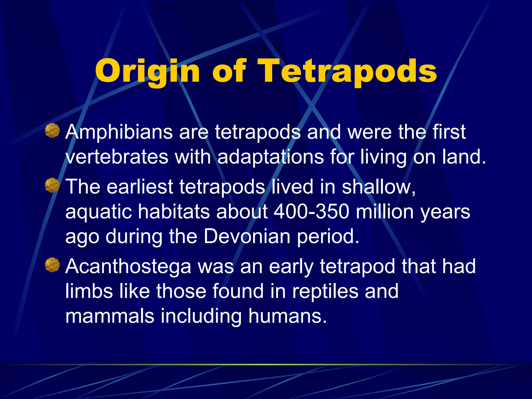 Origin of Tetrapods Amphibians are tetrapods and were the first vertebrates with adaptations for living on land. The earliest tetrapods lived in shallow, aquatic habitats about 400-350 million years ago during the Devonian period. Acanthostega was an early tetrapod that had limbs like those found in reptiles and mammals including humans. 