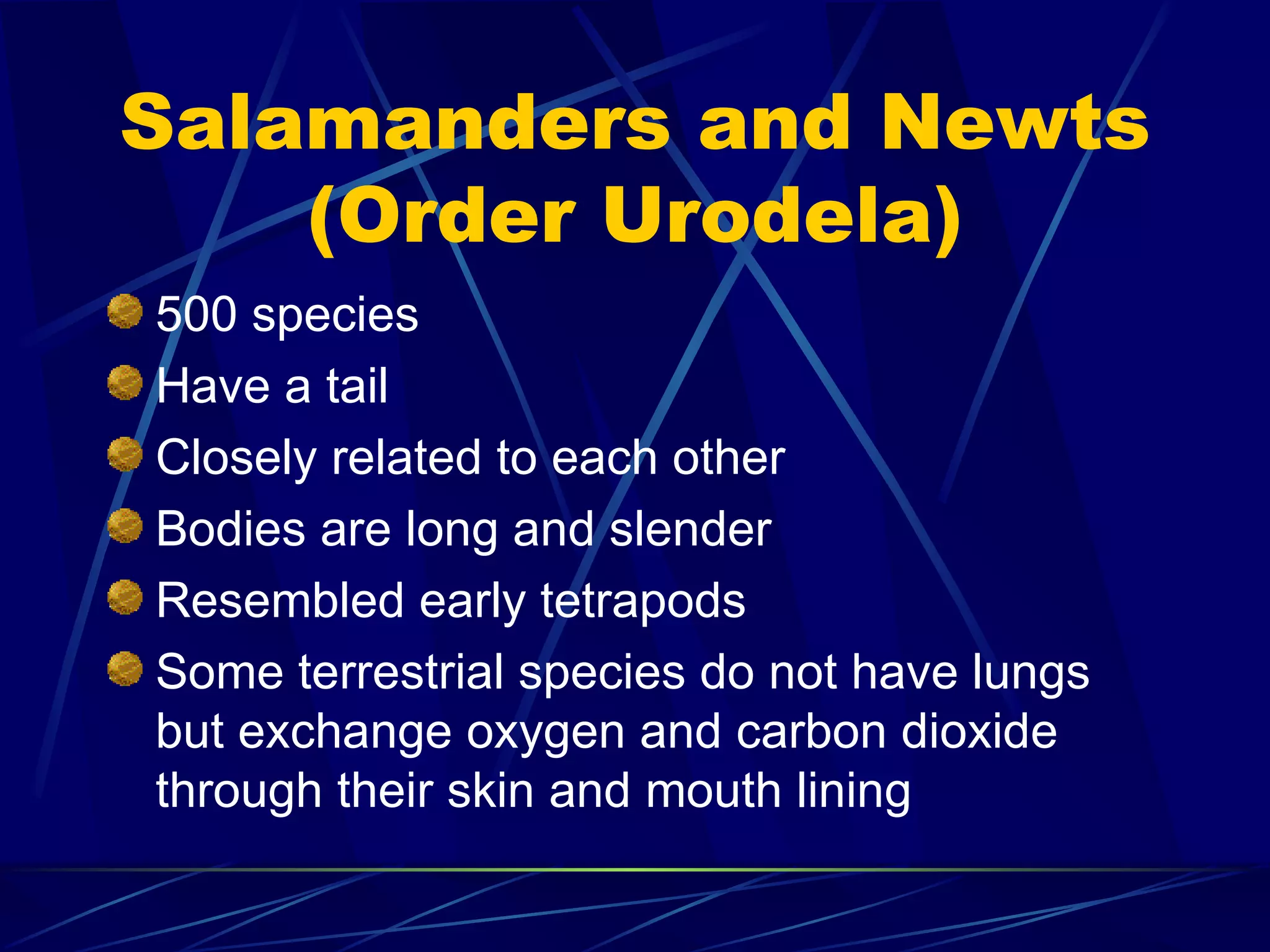 Salamanders and Newts (Order Urodela) 500 species Have a tail Closely related to each other Bodies are long and slender Resembled early tetrapods Some terrestrial species do not have lungs but exchange oxygen and carbon dioxide through their skin and mouth lining 
