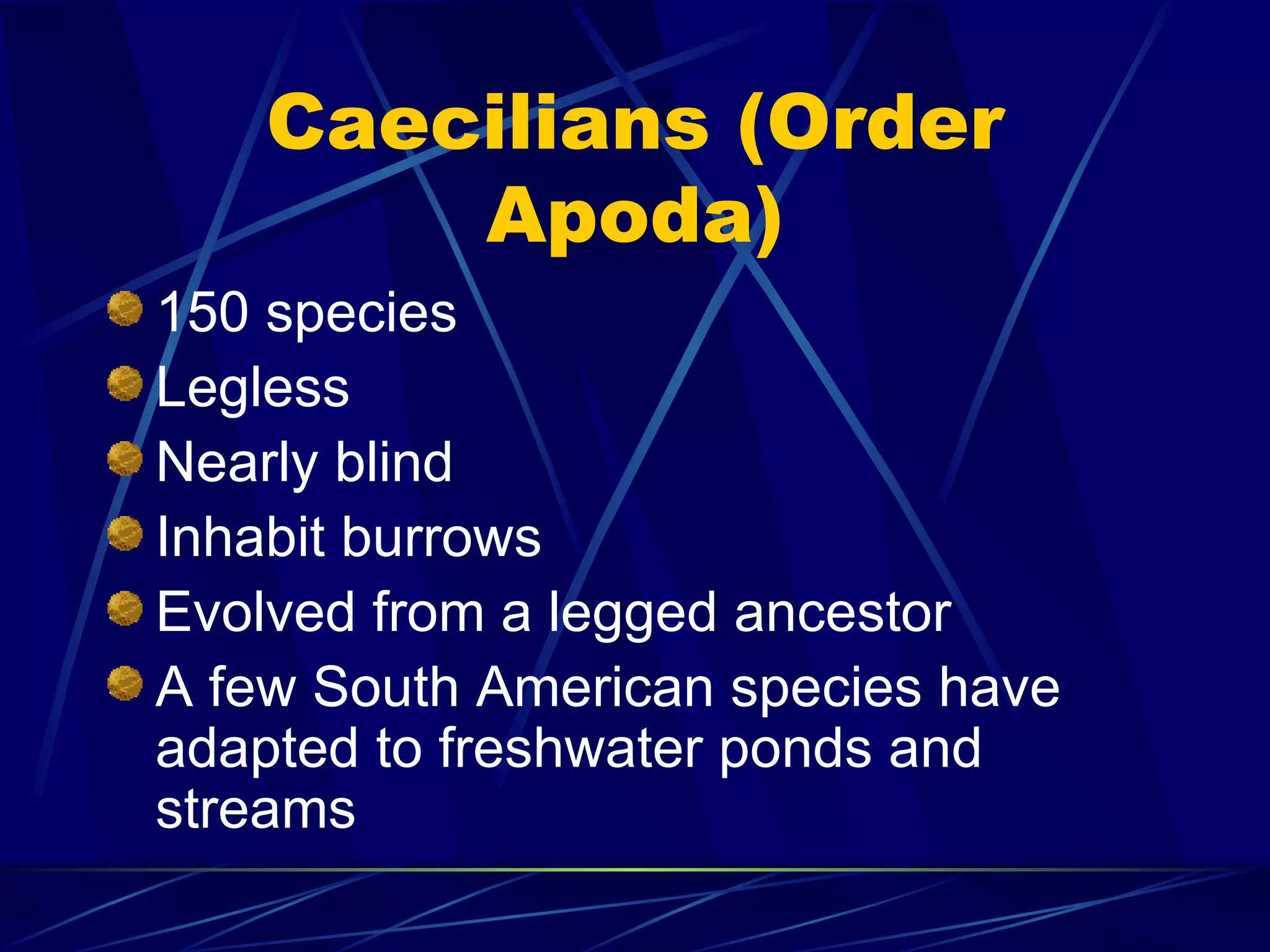 Caecilians (Order Apoda) 150 species Legless Nearly blind Inhabit burrows Evolved from a legged ancestor A few South American species have adapted to freshwater ponds and streams 