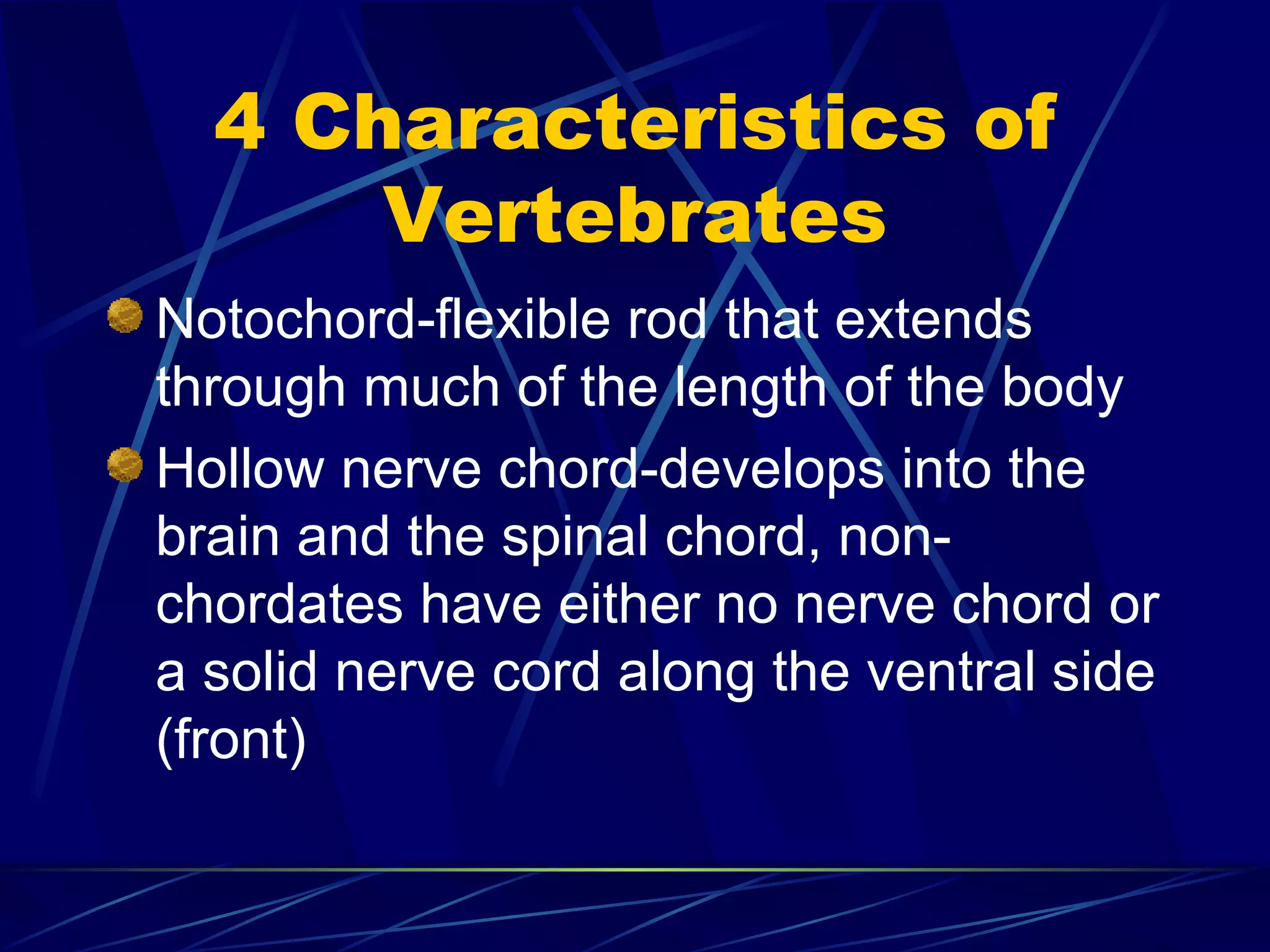 4 Characteristics of Vertebrates Notochord-flexible rod that extends through much of the length of the body Hollow nerve chord-develops into the brain and the spinal chord, non-chordates have either no nerve chord or a solid nerve cord along the ventral side (front) 