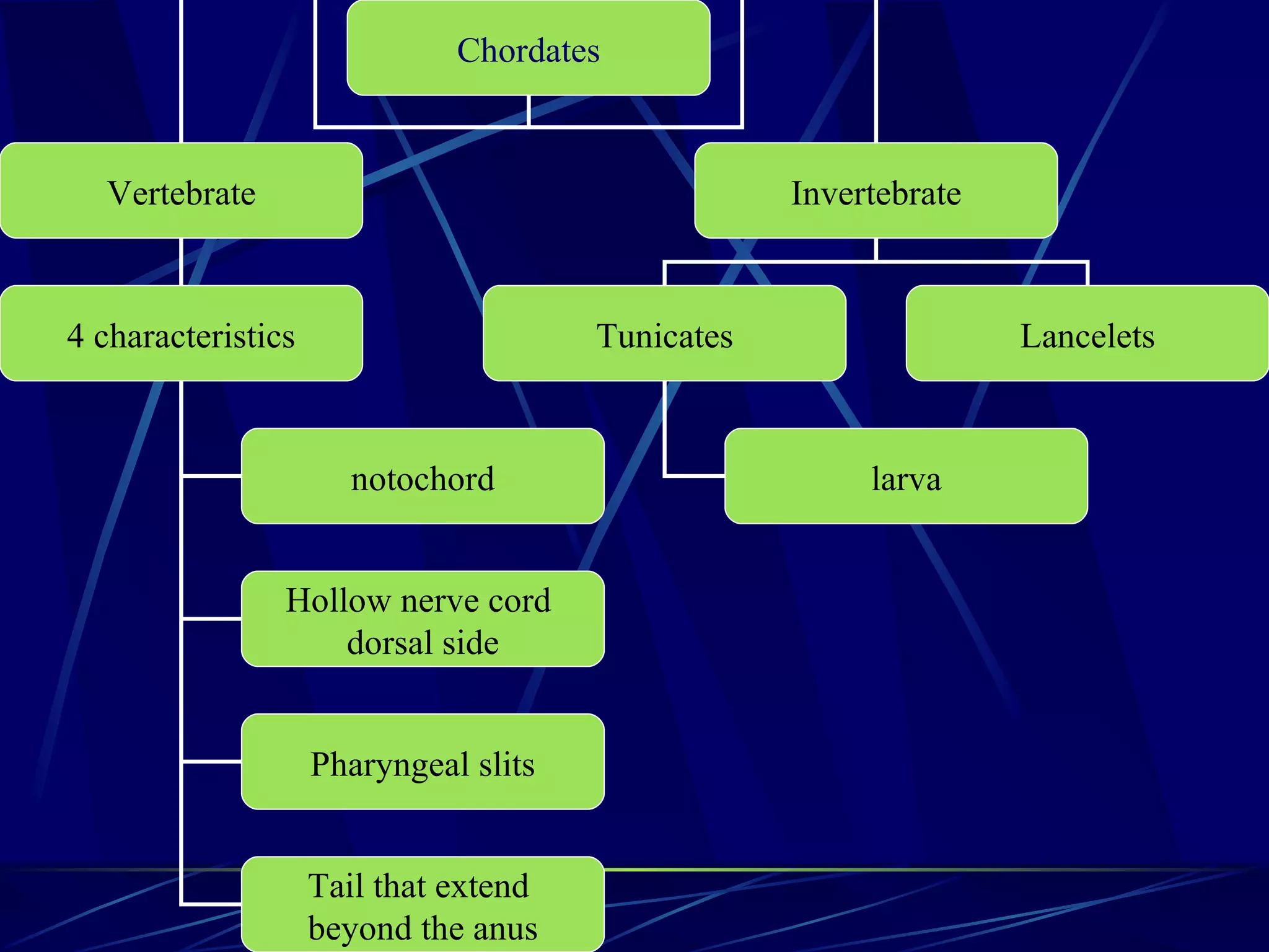 Chordates Vertebrate Invertebrate 4 characteristics Tunicates Lancelets larva notochord Hollow nerve cord  dorsal side Pharyngeal slits Tail that extend  beyond the anus 