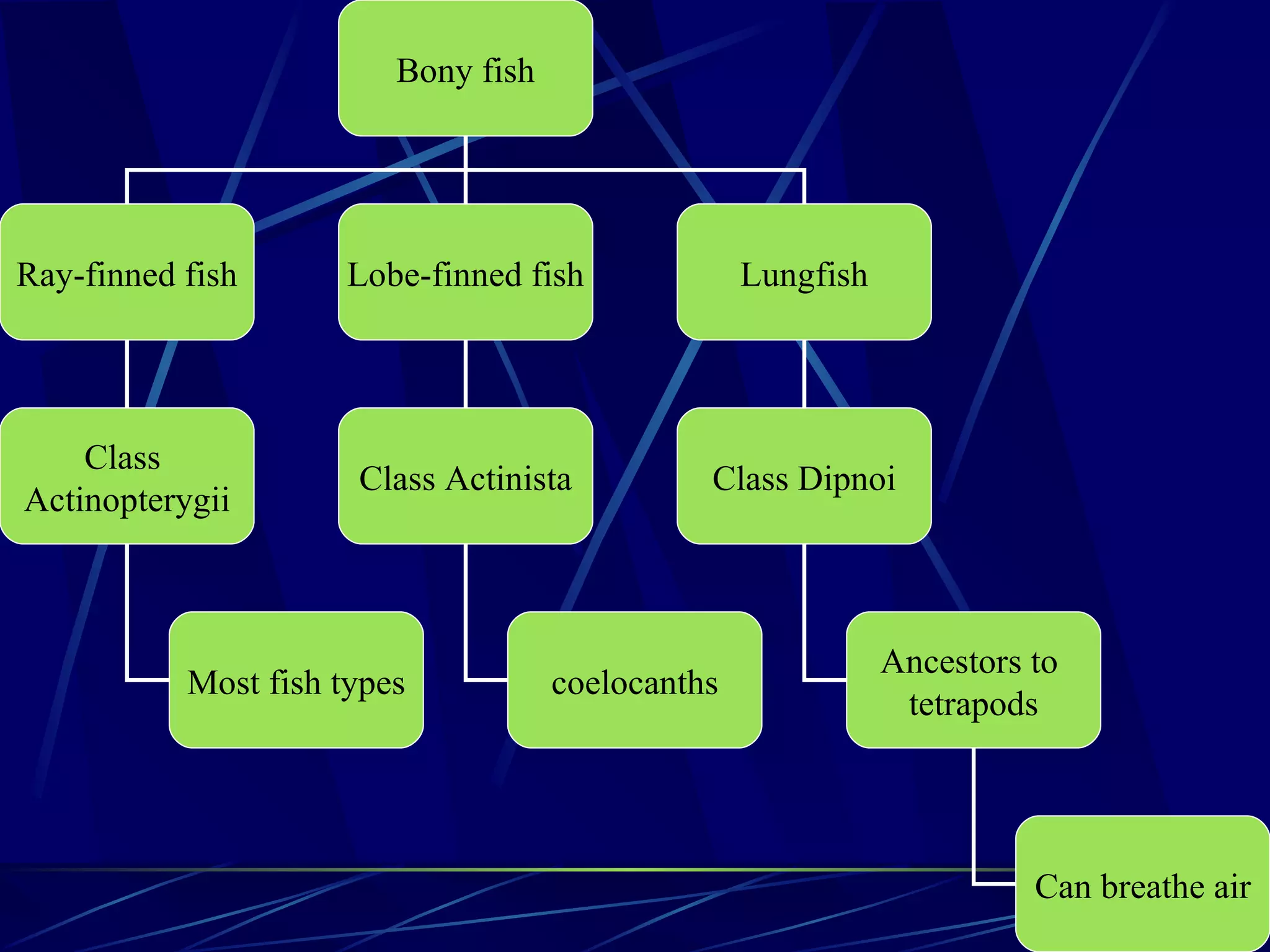 Bony fish Ray-finned fish Lobe-finned fish Lungfish Class  Actinopterygii Class Actinista Class Dipnoi Most fish types coelocanths Ancestors to  tetrapods Can breathe air 