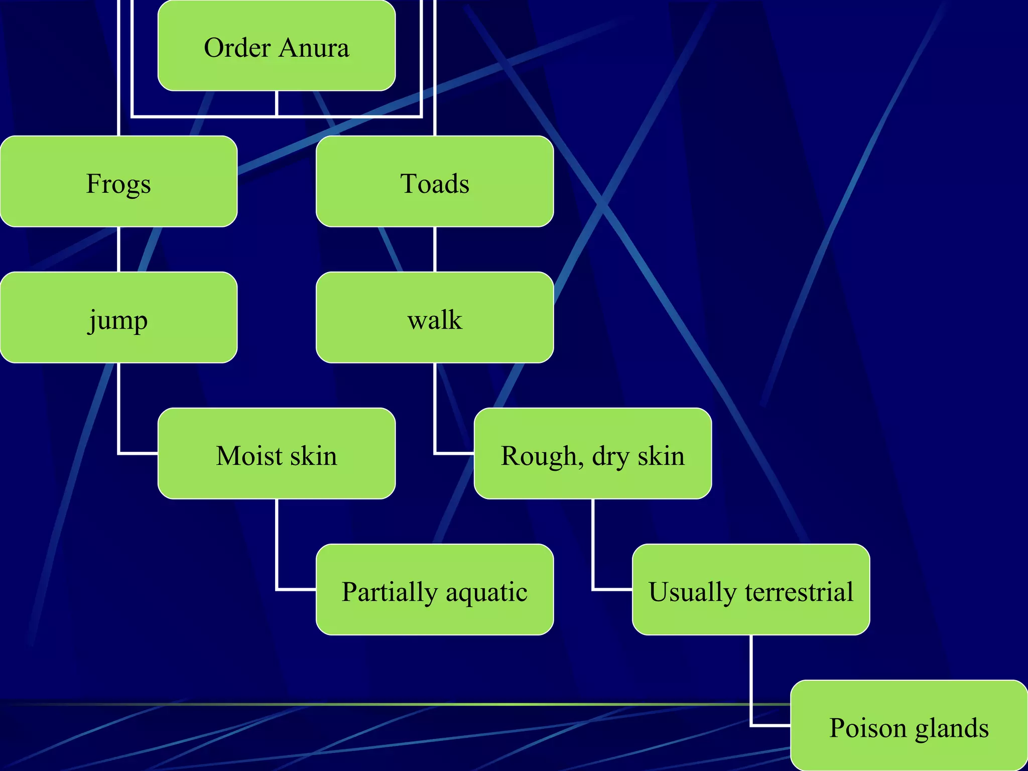 Order Anura Frogs Toads jump walk Moist skin Rough, dry skin Partially aquatic Usually terrestrial Poison glands 