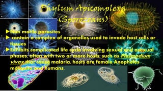 Phylum Apicomplexa Examples Diversity of protists by resty samosa ma ed biology | PDF