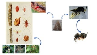 Shellac Lac Insects Diversity and conservation of lac insects | PPTX