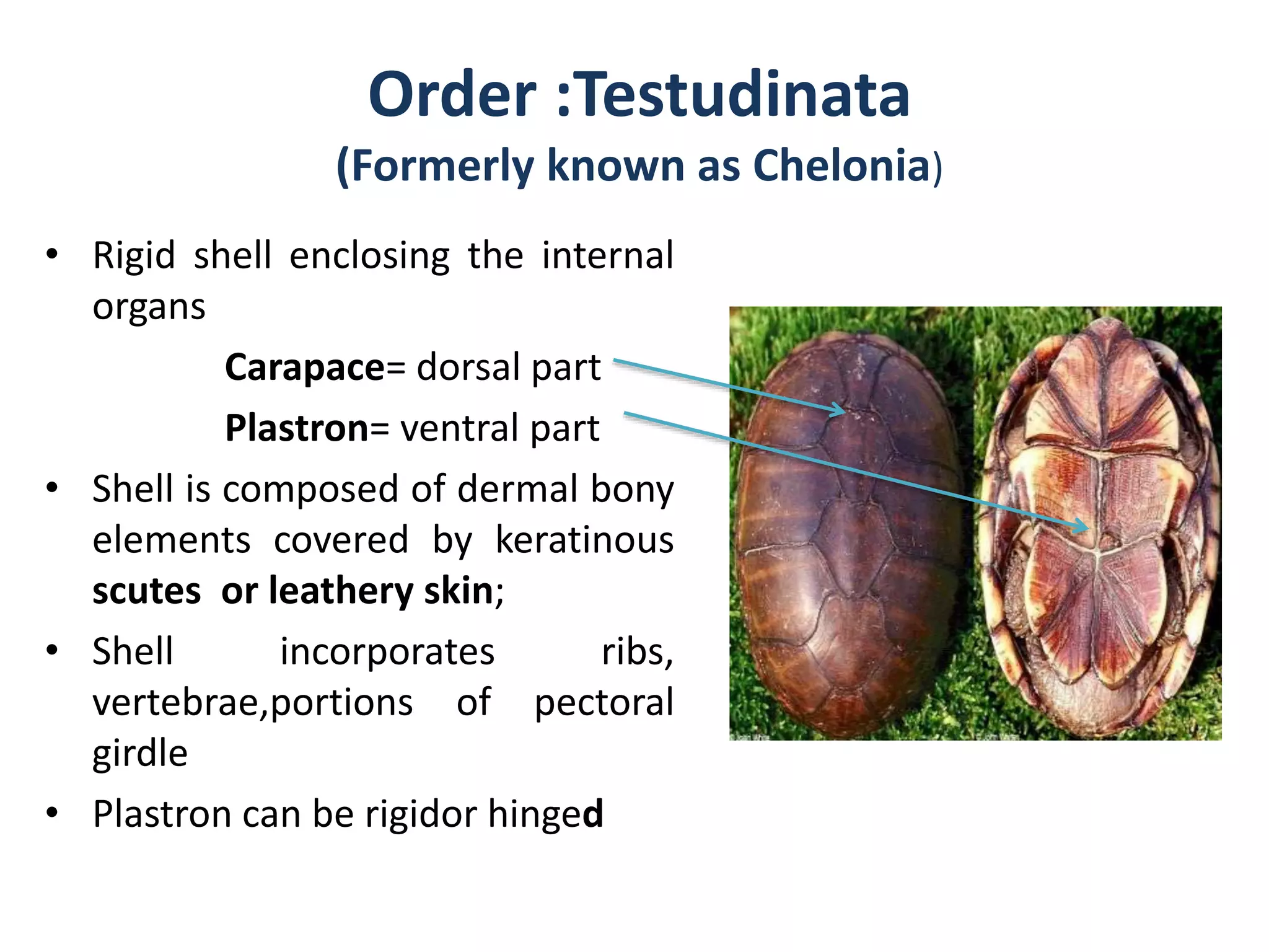 Testudinata Shell Diversity and status of reptilian fauna in bangladesh sm | PPTX