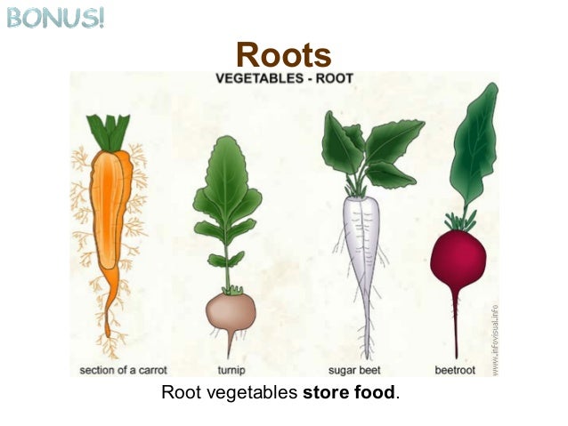 Plants That Store Food In Their Stems Plants That Store Food In Their Stems
