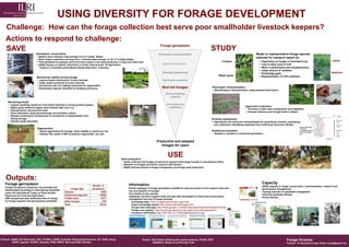USING DIVERSITY FOR FORAGE DEVELOPMENT
    Challenge: How can the forage collection best serve poor smallholder livestock keepers?
    Actions to respond to challenge:
                                                                                                                                               Forage germplasm
    SAVE                                                                                                                                                                                    STUDY
                               Germplasm conservation                                                                                        Phenotypic characterization                                                              Model or representative forage species
                                Medium term orthodox seed storage at 8°C in Addis Ababa                                                                                                                                              selected for research based on:
                                Most original collection and long term orrthodoxseed storage at -20 °C in Addis Ababa
                                                                                                                                                                                                      Cowpea                             Importance as forage or food-feed crop                                                                                        Lablab
                                Field genebank for grasses with short-lived seeds or low seed production in Zwai and Debre Zeit
                                Safety backup of original collections in Centro Internacional de Agricultura                                    Agronomic evaluation                                                                    Link to other work in ILRI
                                  Tropical in Colombia and Svalbard Global Seed Vault in Norway                                                                                                                                          Work in partnership and complementary
                                                                                                                                                                                                                                         Large amount of variation
                                                                                                                                                 Diversity assessment                                                                    Knowledge gaps                                                                                                               Sesbania
                                                                                                                                                                                                   Napier grass                          Representation in ILRI collection
                               Monitoring viability during storage
                                Legume seeds monitored at 10 year intervals                                                                     Nutritional evaluation
                                Grass seeds monitored at 5 year intervals
                                Accessions with low viability scheduled for regeneration
                                Germination regimes identified for breaking dormancy                                                           Best bet forages                             Phenotypic characterization
                                                                                                                                                                                              Morphological characterization using standard descriptors
                                                                                                                                                    Seed production
                                                                                                                                                       capacity

      Monitoring health
       Legume seedlings tested for virus before planting or during growing season                                                                   Environmental
                                                                                                                                                      adaptation                                                            Agronomic evaluation
       Napier grass tested for Napier stunt disease after each cut
                                                                                                                                                                                                                             Diversity in yield, plant components and adaptation
       Infected plants removed from field
                                                                                                                                                                                                                             Disease tolerance and drought traits in Napier
       Virus elimination using thermotherapy and meristem culture                                                                                                                                                                                                                                                              Pglaucum3
                                                                                                                                                                                                                                                                                                                               Pglaucum2
                                                                                                                                                                                                                                                                                                                                Pglaucum4




       Disease screening for anthracnose for accessions of Stylosanthes once
                                                                                                                                                                                                                                                                                                      14982
                                                                                                                                                                                                                                                                                                              16902
                                                                                                                                                                                                                                                                                                                      16835
                                                                                                                                                                                                                                                                                                                  16834
                                                                                                                                                                                                                                                                                                                       16840
                                                                                                                                                                                                                                                                                                                   16838
                                                                                                                                                                                                                                                                                                                                                              16621
                                                                                                                                                                                                                                                                                                                                                                              Hybrids
                                                                                                                                                                                                                                                                                                                                                                      16783



        during storage                                                                                                                                                                       Diversity assessment
                                                                                                                                                                                                                                                                                                                                14355
                                                                                                                                                                                                                                                                                                                                  14389

                                                                                                                                                                                                                                                                                                                                     16799
                                                                                                                                                                                                                                                                                                                                     16837
                                                                                                                                                                                                                                                                                                                                          16793
                                                                                                                                                                                                                                                                                                                                                                              ?
       Infected seeds discarded                                                                                                                                                                                                                                                                                                                                              Breeders
                                                                                                                                                                                                                                                                                                                                  14984
                                                                                                                                                                                                                                                                                                                                             15357




                                                                                                                                                                                              Approaches and molecular methodologies for quantifying variation, developing
                                                                                                                                                                                                                                                                                                                                16811
                                                                                                                                                                                                                                                                                                                               16813
                                                                                                                                                                                                                                                                                                                                            16815
                                                                                                                                                                                                                                                                                                                                 16819
                                                                                                                                                                                                                                                                                                                                        16791
                                                                                                                                                                                                                                                                                                                                    16785
                                                                                                                                                                                                                                                                                                                                   16787
                                                                                                                                                                                                                                                                                                                                                                              lines
                                                                                                                                                                                                                                                                                                                                       16786



                                                                                                                                                                                              core collections, identifying duplicates and confirming taxonomic identity                                                               16789
                                                                                                                                                                                                                                                                                                                                              16792
                                                                                                                                                                                                                                                                                                                                           16795
                                                                                                                                                                                                                                                                                                                                            16798
                                                                                                                                                                                                                                                                                                                                             16800
                                                                                                                                                                                                                                                                                                                                               16801
                                                                                                                                                                                                                                                                                                                                                                              Southern
                                                                                                                                                                                                                                                                             Genetic relationship
                                                                                                                                                                                                                                                                                                                                    16803
                                                                                                                                                                                                                                                                                                                                 16806
                                                                                                                                                                                                                                                                                                                                           16804
                                                                                                                                                                                                                                                                                                                                                                              Africa
                                Regeneration
                                                                                                                                                                                                                                                                                                                                     16836
                                                                                                                                                                                                                                                                                                                                      16821

                                                                                                                                                                                                                                                                             and disease                                          16818
                                                                                                                                                                                                                                                                                                                                          15743


                                                                                                                                                                                                                                                                                                                                        16817
                                                                                                                                                                                                                                                                                                                                             16814




                                                                                                                                                                                             Nutritional evaluation                                                          susceptibility between                                                                           Breeders
                                 Seeds regenerated for storage when viability or stocks are low
                                                                                                                                                                                                                                                                                                                                    16816
                                                                                                                                                                                                                                                                                                                                              16839
                                                                                                                                                                                                                                                                                                                                  16812
                                                                                                                                                                                                                                                                                                                                       16790


                                                                                                                                                                                                                                                                             accessions of Napier
                                                                                                                                                                                                                                                                                                                                      16805
                                                                                                                                                                                                                                                                                                                                            16807
                                                                                                                                                                                                                                                                                                                                                                              lines
                                                                                                                                                                                              Studies in variation in nutritional parameters
                                                                                                                                                                                                                                                                                                                               14983




                                 Disease free seeds of 800 accessions regenerated per year
                                                                                                                                                                                                                                                                                                                                 16788
                                                                                                                                                                                                                                                                                                                                       16794

                                                                                                                                                                                                                                                                             grass                                                             16782
                                                                                                                                                                                                                                                                                                                                           16810
                                                                                                                                                                                                                                                                                                                                                   16784                      East
                                                                                                                                                                                                                                                                                                                               16822
                                                                                                                                                                                                                                                                                                                                  16802
                                                                                                                                                                                                                                                                                                                                         16808
                                                                                                                                                                                                                                                                                                                                       16809
                                                                                                                                                                                                                                                                                                                                   16796
                                                                                                                                                                                                                                                                                                                                   16797
                                                                                                                                                                                                                                                                                                                                                                              Africa
                                                                                                                                                                                                                                                                                           0.1


                                                                                                                                                                                                                                                                                                                                                           susceptible

                                                                                                                                           Productive and adapted
                                                                                                                                              forages for users



                                                                                                            Seed production
                                                                                                                                                     USE
                                                                                                             Seeds of 60 best bet forages produced to support technology transfer in sub-Saharan Africa
                                                                                                             Selection of forages and action research with farmers
                                                                                                             NARS partners trained in forage management and forage seed production




    Outputs:
   Forage germplasm                                                                                               Information                                                                                                               Capacity
                                                                                 Number of                                                                                                                                                  NARS capacity in forage conservation, characterization, research and
   Forage accessions conserved, documented and                                                                    Global catalogue of forage germplasm available to improve access to and support improved
                                                              Forage type        accessions                                                                                                                                                 development strengthened
   disseminated according to international standards                                                              use and adoption of forages
   under the International Treaty on Plant Genetic      Grasses                         4564                                                                                                                                                Training manuals on genebank management
                                                                                                                  Fact sheets on key species                                                                                                Individual graduate training
   Resources for Food and Agriculture                   Herbaceous legumes             10859
                                                                                                                  Databases, decision support tools and web sites developed for improving conservation,                                     Group training
   3000 samples per year distributed free of charge     Fodder trees                    3517                      management and use of forage diversity
   for forage research and development worldwide        Other forages                    270                        Knowledge base http://cropgenebank.sgrp.cgiar.org/
                                                        Total                          19210                        Expert knowledge system http://www.tropicalforages.info
                                                                                                                    Google sites web page http://sites.google.com/site/napiergrassdiseaseresistance/home
                                                                                                                    Forage crop registry http://icarda-genebank.icarda.cgiar.org/crs/forage/public/
                                                                                                                    Accession information http://192.156.137.110/forage/frgdsearch.asp




Partners: SGRP, SLP, Bioversity, CIAT, ICARDA, CSIRO, Australia, Rothamsted Research, UK, KARI, Kenya,                         Donors: World Bank (Global public goods projects), ACIAR, DFID,                                                                    Forage Diversity
           NARO, Uganda, TALIRO, Tanzania, IPMS, EMDTI, MoA and EIAR, Ethiopia                                                         ASARECA, Global Crop Diversity Trust                                                                                       Contact: Dr Alexandra Jorge, Email: a.jorge@cgiar.org
 