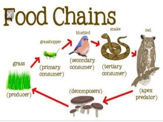 Diversity for sustenance std lp1
