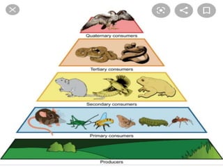 Diversity for sustenance std lp1