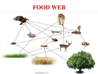 FOOD WEB
 