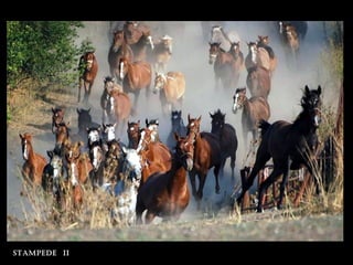 stampede ii
 