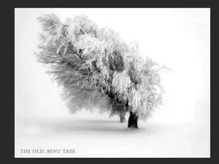 the old, bent tree
 